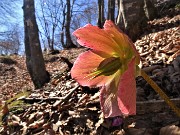 28 Helleborus niger (Elleboro) verso la fruttescenza
